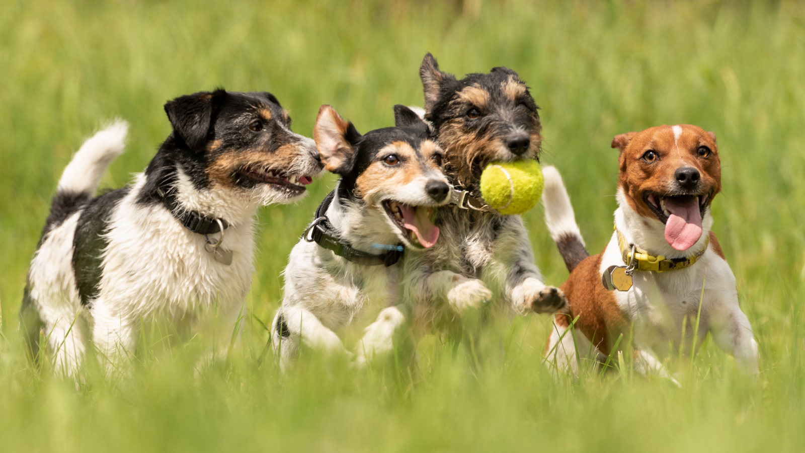 Canine Enrichment - Part 1