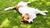 dogs in springtime caninecare