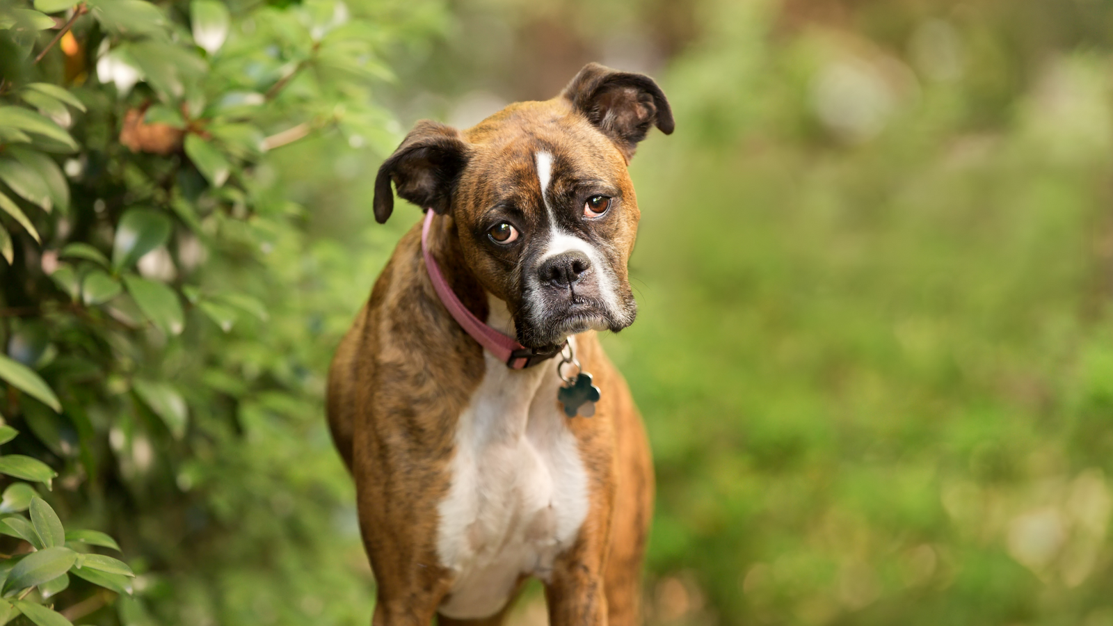 what plants are toxic to dogs?