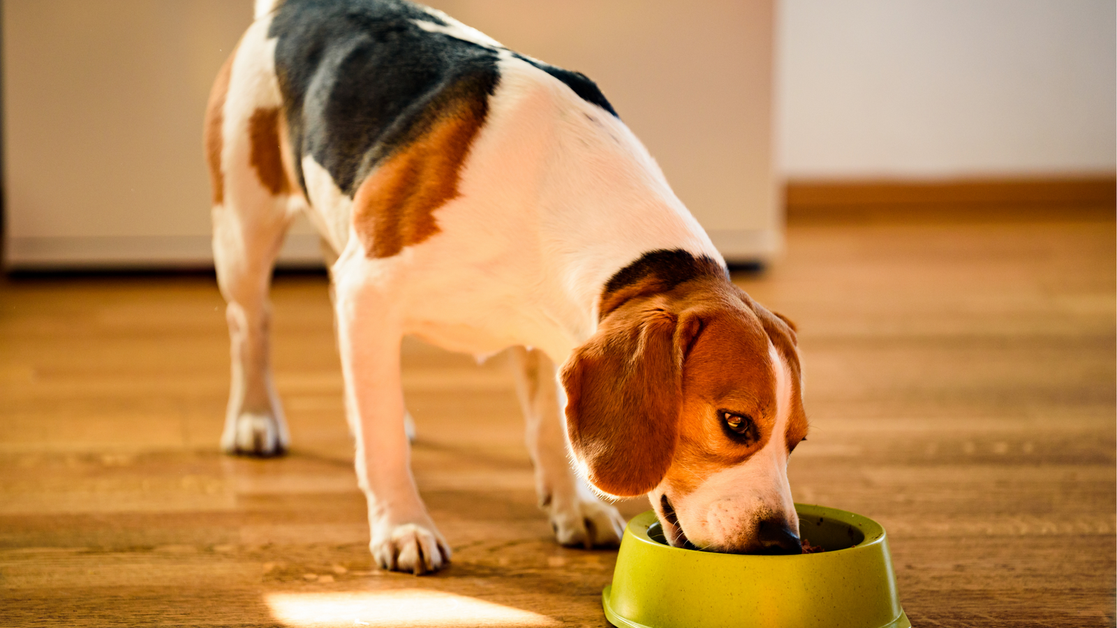 The benefits of raw feeding