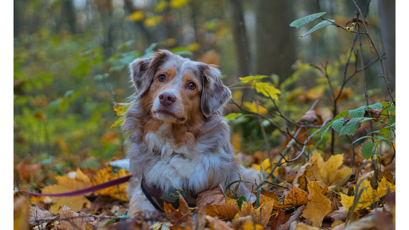 Dangers to dogs in Autumn