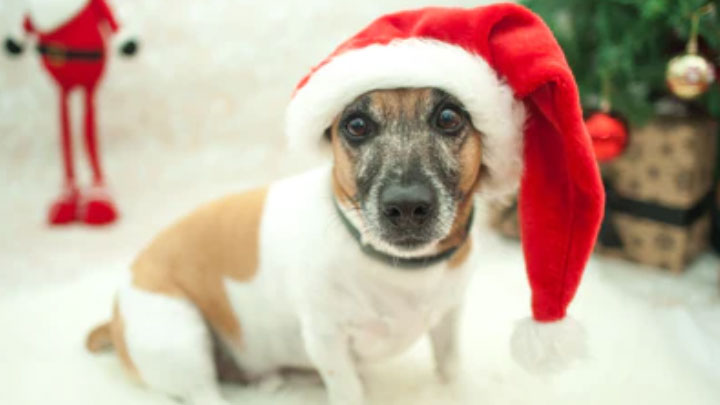 Safe snacks for the silly season