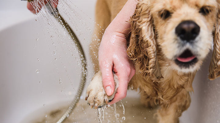 Grooming and Skincare for Dogs