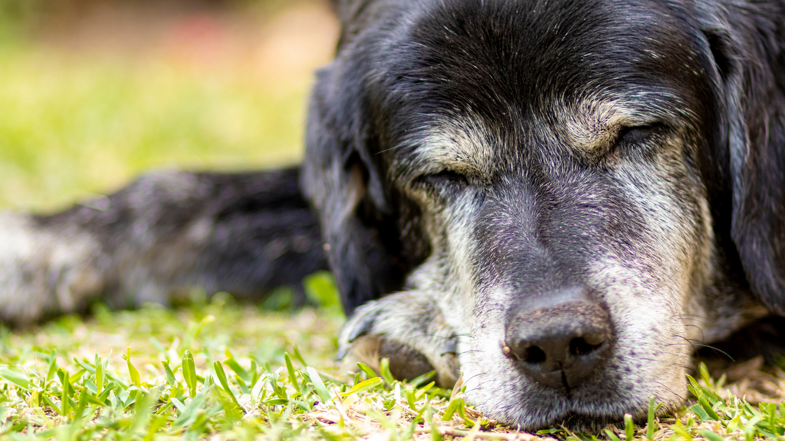 Caring for your older dog