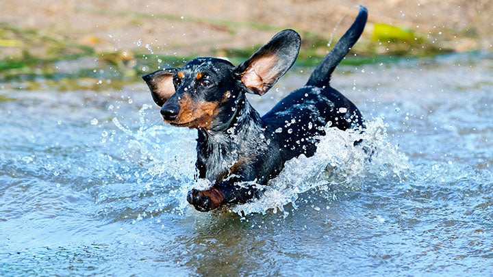 Summer Grooming and Skincare for Dogs